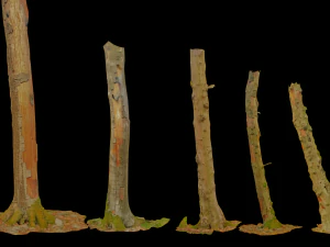 pbr beech tree dead trunk collection 3D Model