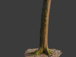 pbr beech tree dead trunk collection 3D Model