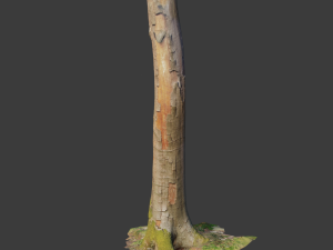 pbr beech tree dead trunk collection 3D Modell