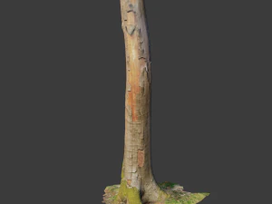 pbr beech tree dead trunk collection 3D Model