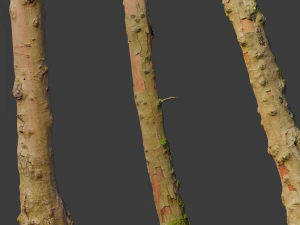 pbr beech tree dead trunk collection 3D Model