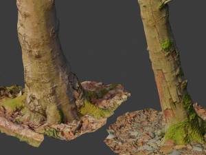 pbr beech tree dead trunk collection 3D Model