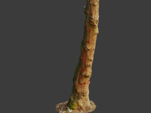 pbr beech tree dead trunk collection 3D Modell
