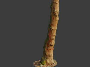 pbr beech tree dead trunk collection 3D Model