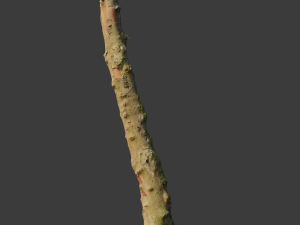 pbr beech tree dead trunk collection 3D Modell