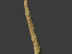 pbr beech tree dead trunk collection 3D Model