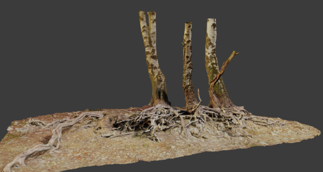 birch tree trunk with roots overhang scan pbr 3D 模型 .c4d .max .obj .3ds .fbx .stl .blend 
