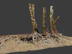 tronco de &aacute;rvore de b&eacute;tula com ra&iacute;zes salientes varredura pbr Modelo 3D