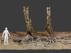 birch tree trunk with roots overhang scan pbr 3D 模型