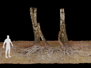 birch tree trunk with roots overhang scan pbr 3D 模型