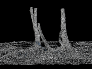birch tree trunk with roots overhang scan pbr 3D 模型