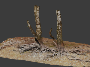 birch tree trunk with roots overhang scan pbr 3D 模型