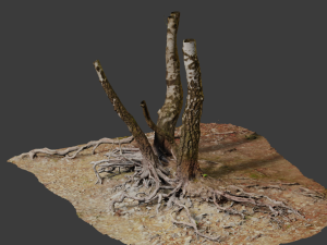 birch tree trunk with roots overhang scan pbr 3D 模型