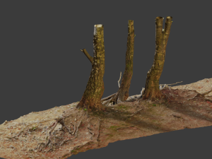 birch tree trunk with roots overhang scan pbr 3D 模型