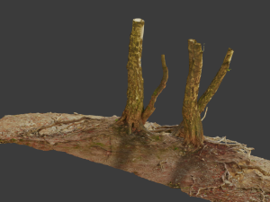 birch tree trunk with roots overhang scan pbr 3D 模型