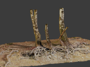 birch tree trunk with roots overhang scan pbr 3D 模型