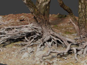 birch tree trunk with roots overhang scan pbr 3D 模型