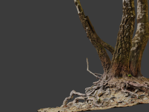 birch tree trunk with roots overhang scan pbr 3D 模型