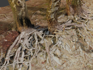 birch tree trunk with roots overhang scan pbr 3D 模型