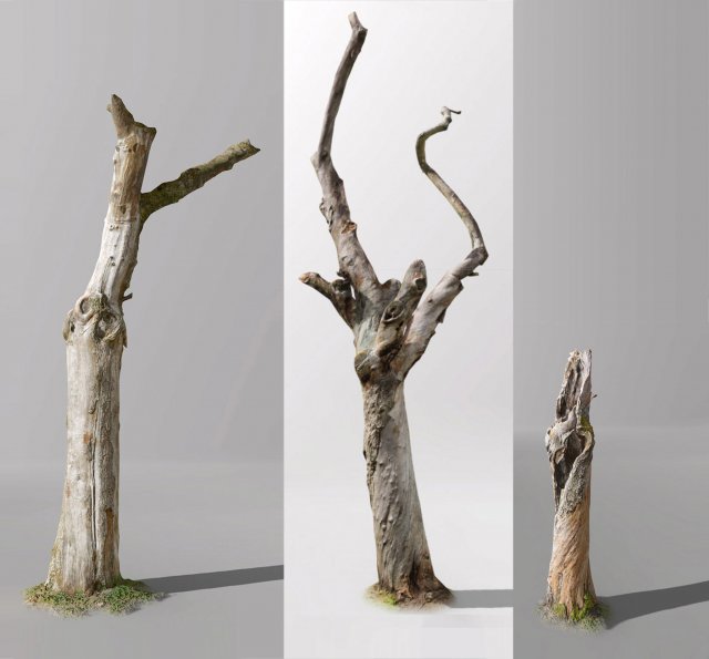 pbr dead tree photoscan collection low poly Modèle 3D .c4d .max .obj .3ds .fbx .stl .blend 