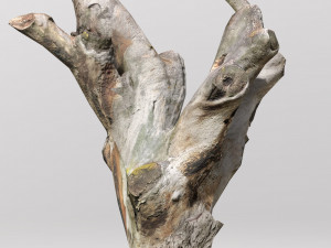 pbr dead tree photoscan collection low poly Modèle 3D