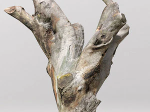 pbr dead tree photoscan collection low poly 3D Model