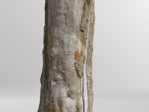 pbr dead tree photoscan collection low poly Modèle 3D