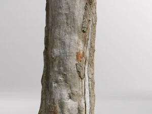 pbr dead tree photoscan collection low poly 3D Model