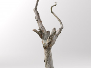 pbr dead tree photoscan collection low poly Modèle 3D