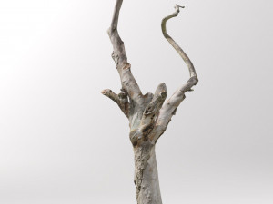 pbr dead tree photoscan collection low poly Modèle 3D