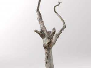 pbr dead tree photoscan collection low poly 3D Model