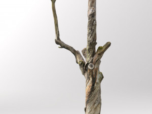 pbr dead tree photoscan collection low poly Modèle 3D