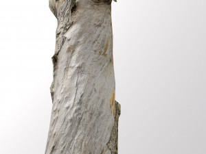 pbr dead tree photoscan collection low poly Modèle 3D