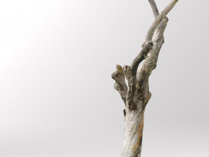 pbr dead tree photoscan collection low poly Modèle 3D