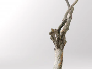 pbr dead tree photoscan collection low poly 3D Model