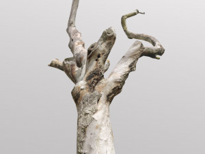 pbr dead tree photoscan collection low poly Modèle 3D
