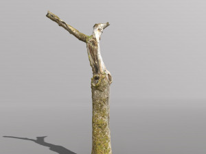 pbr dead tree photoscan collection low poly Modèle 3D