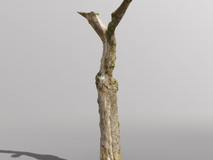 pbr dead tree photoscan collection low poly Modèle 3D