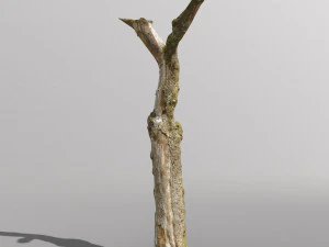 pbr dead tree photoscan collection low poly 3D Model