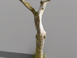pbr dead tree photoscan collection low poly Modèle 3D