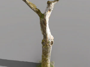 pbr dead tree photoscan collection low poly 3D Model