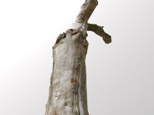pbr dead tree photoscan collection low poly Modèle 3D