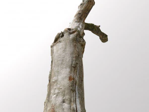 pbr dead tree photoscan collection low poly 3D Model