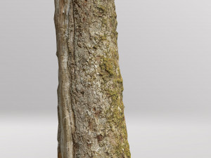 pbr dead tree photoscan collection low poly Modèle 3D