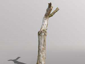 pbr dead tree photoscan collection low poly Modèle 3D