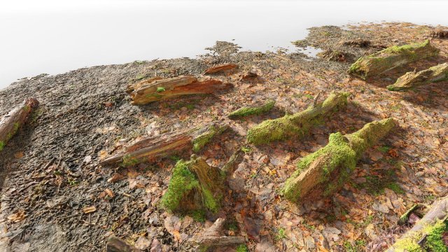 forest branches debris leaves scan 3D Model .c4d .max .obj .3ds .fbx .stl .blend 