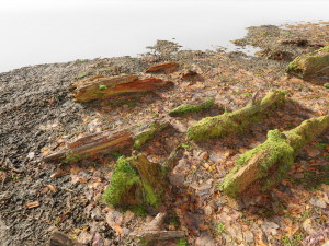 forest branches debris leaves scan 3D Model