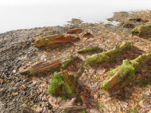 floresta galhos detritos folhas digitalizar Modelo 3D