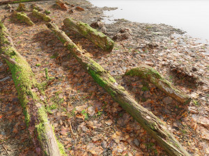 forest branches debris leaves scan 3D Model