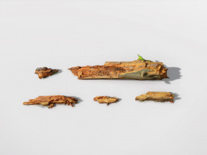 forest branches debris leaves scan 3D Model